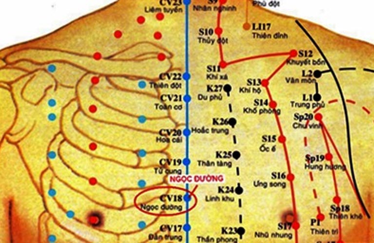 Vị trí huyệt nằm trên đường trung tâm của ngực