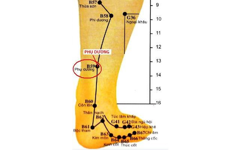 Huyệt Phụ Dương có vị trí nằm trên phần ngoài của cẳng chân