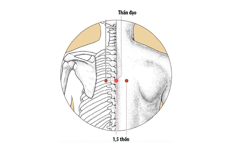 Hình ảnh minh họa Thần Đạo huyệt