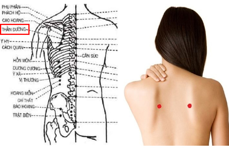 Huyệt đạo nằm ở hai bên cột sống