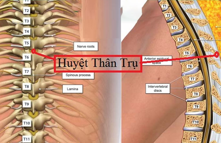 Huyệt Thân Trụ Là Gì? Hướng Dẫn Cách Xác Định Và Tác Động