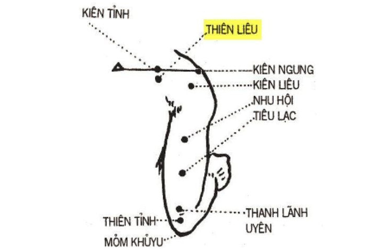 Hình ảnh minh họa huyệt đạo