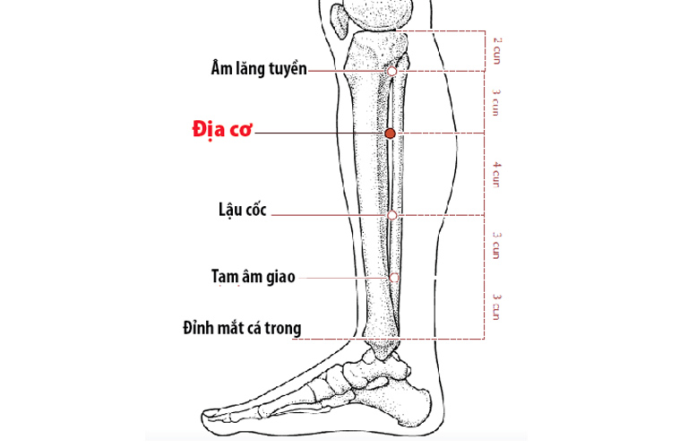 Hình ảnh minh họa huyệt Địa Cơ