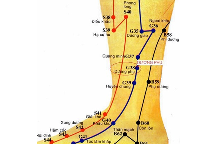 Hình ảnh minh họa Dương Phụ huyệt