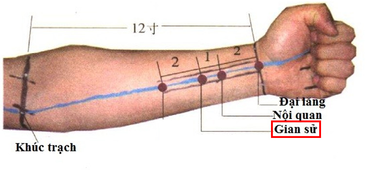 Hình ảnh minh họa huyệt đạo