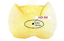 Huyệt Hội Âm: Xác Định Vị Trí, Công Năng Và Cách Khai Thông