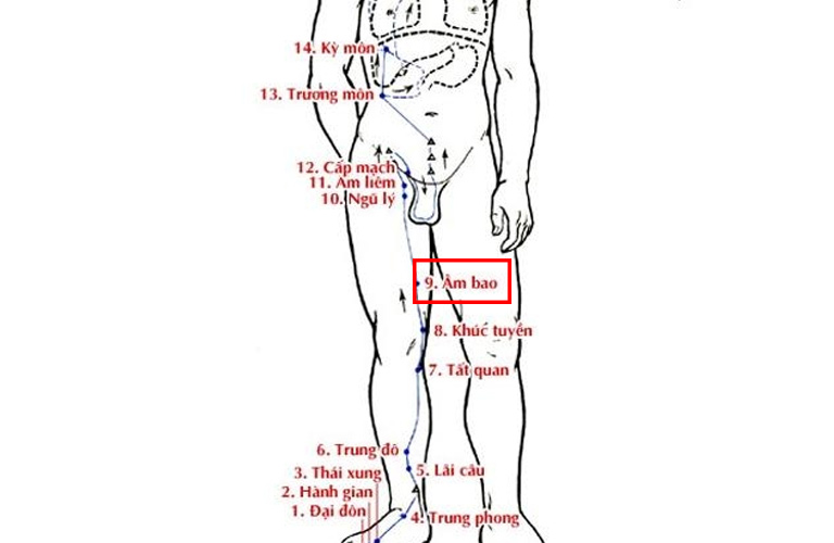 Hình ảnh minh họa huyệt Âm Bao