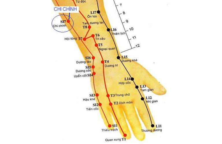 Hình ảnh minh họa huyệt Chi Chính