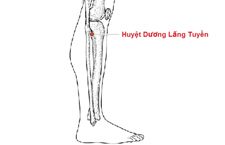 Huyệt Dương Lăng Tuyền: Vị Trí, Công Năng Và Cách Tác Động