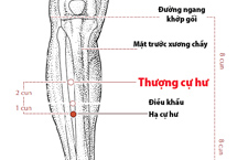 Huyệt Thượng Cự Hư Là Gì? Tác Dụng và Cách Châm Cứu Đúng